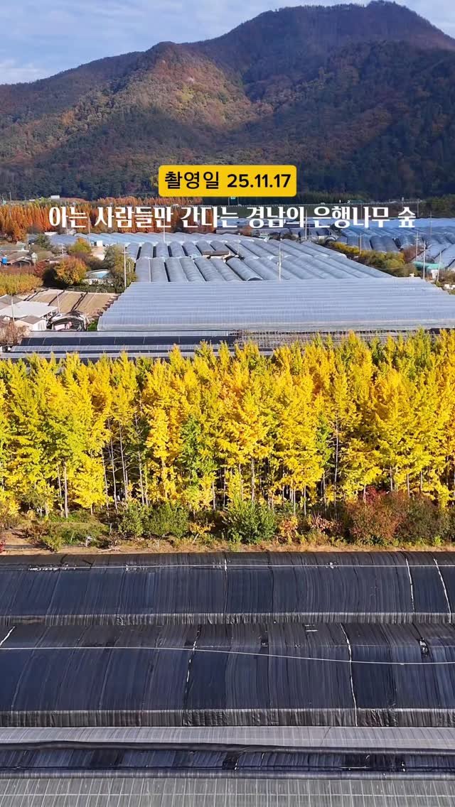 yo.na_bong 게시물 이미지: (저장💛)한 농부에 의해 만들어진 은행나무 숲

고즈넉한 농가 한복판에 자리 잡은...