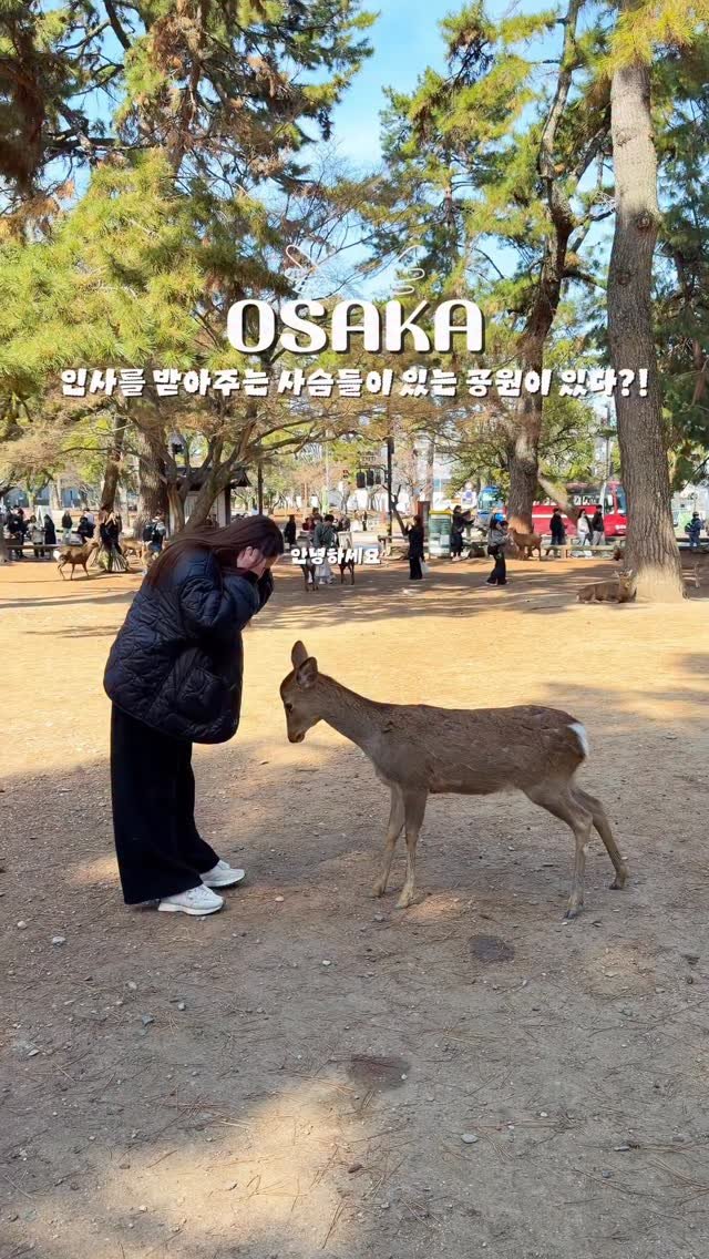 yo.na_bong 게시물 이미지: (저장🔖)인사를 하면 받아주는 사슴들이 있다⁉️

약 1000마리 이상의 사슴들이...