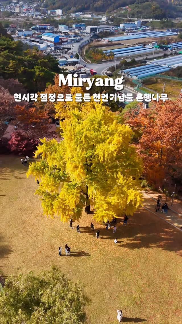 yo.na_bong 게시물 이미지: (저장🔖)부산에서 1시간 초대형 은행나무 스팟💛

높이20미터,둘레 10미터가...