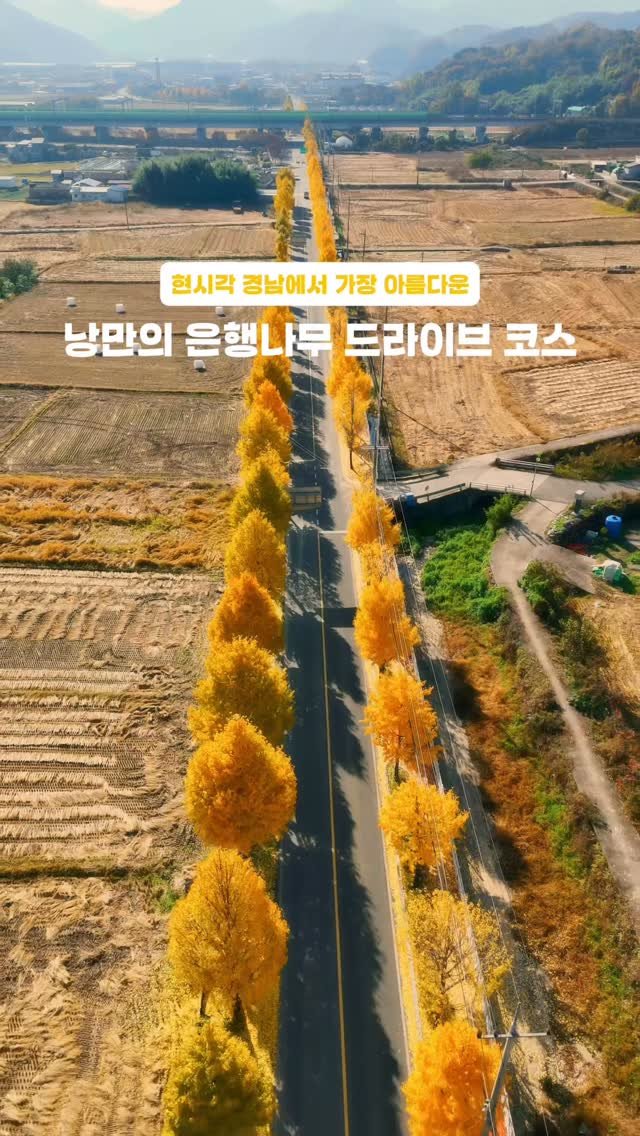 yo.na_bong 게시물 이미지: (저장🔖)사람 1도 없는 숨겨진 은행나무 가로수길💛

끝없이 이어지는 은행나무...