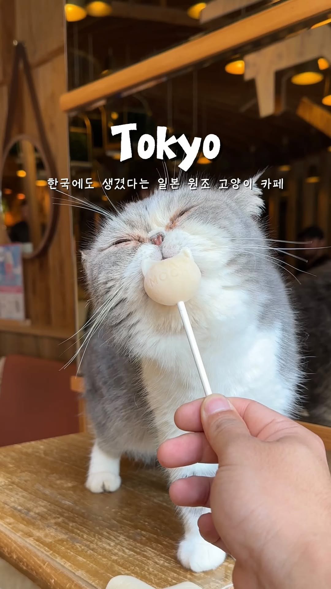 yo.na_bong 게시물 이미지: (저장🐾)일본에서 가장 인기가 많은 고양이카페😸

고양이 사랑이 넘치는...