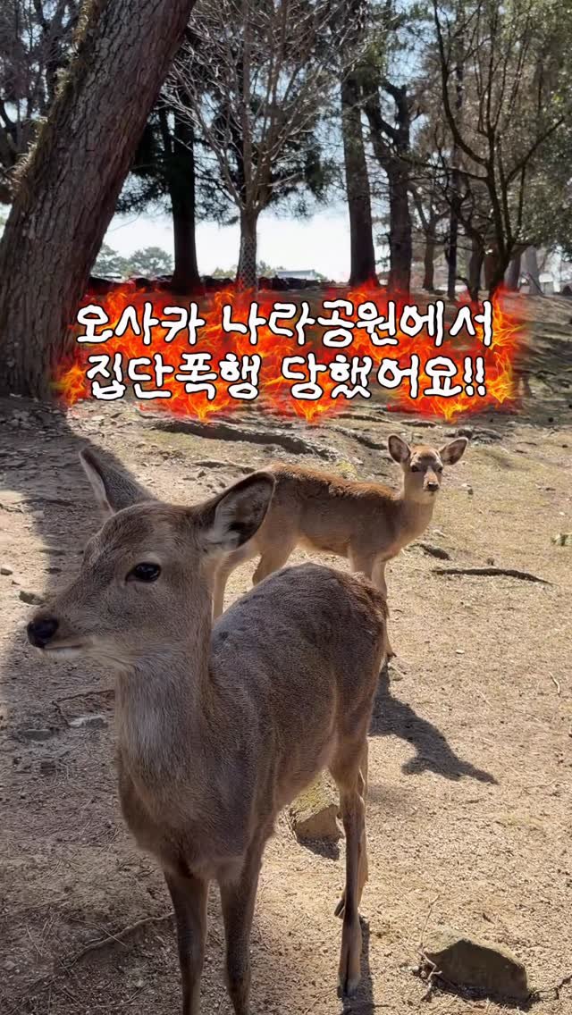 yo.na_bong 게시물 이미지: 오사카 여기는 절대 가지 마세요‼️

사슴들한테 집단 폭행을 당할수...