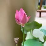 maitri_yeonhui 프로필 사진