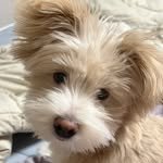 popo_popuu 프로필 사진