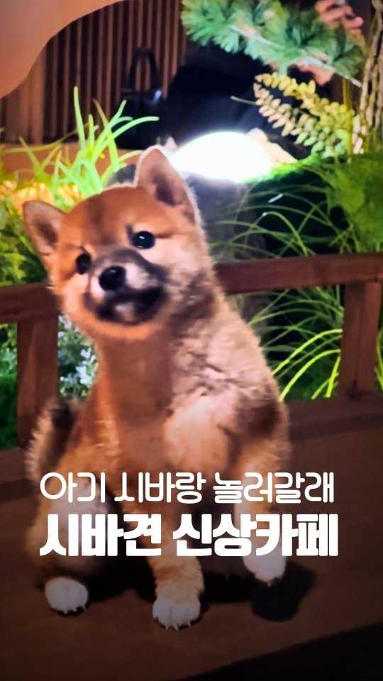 yogiotte 게시물 이미지: 아기시바견들과 놀수 있는 애견카페가 오픈했어요!
오픈한지도 얼마안됬는데 벌써 주말은...
