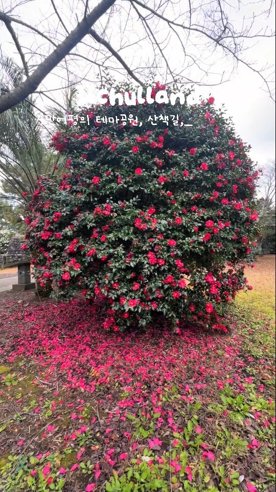 yogiotte 게시물 이미지: 🌸7만여평의 테마공원
🌴일출랜드
🤗요기오때? 

​🌴일출랜드는 7만여평에...