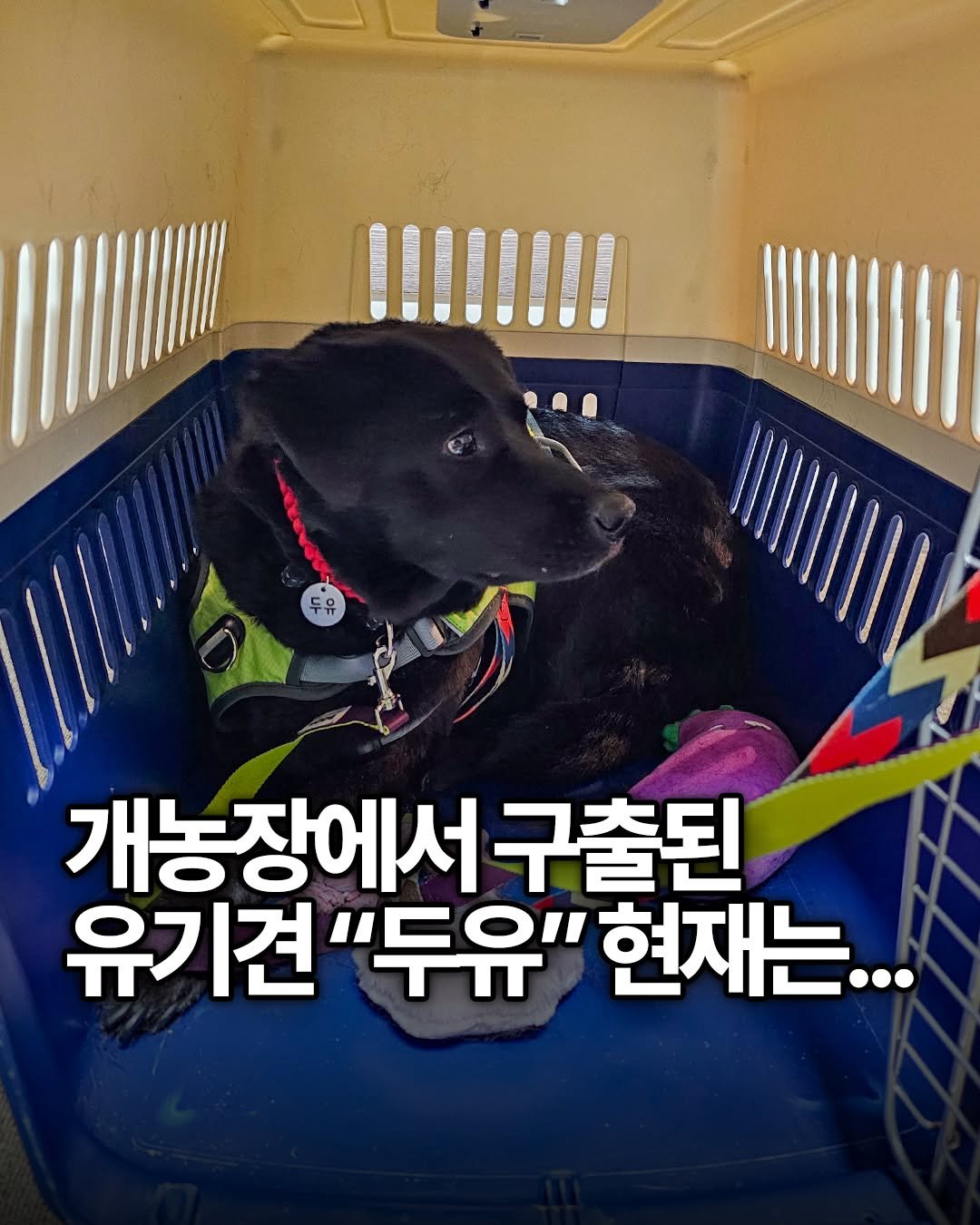 yong_ssaboo 게시물 이미지: 개농장에서 구조된 뒤
유기견 보호센터에 있던 두유가
우리 가족 품으로 온 지 어느덧...