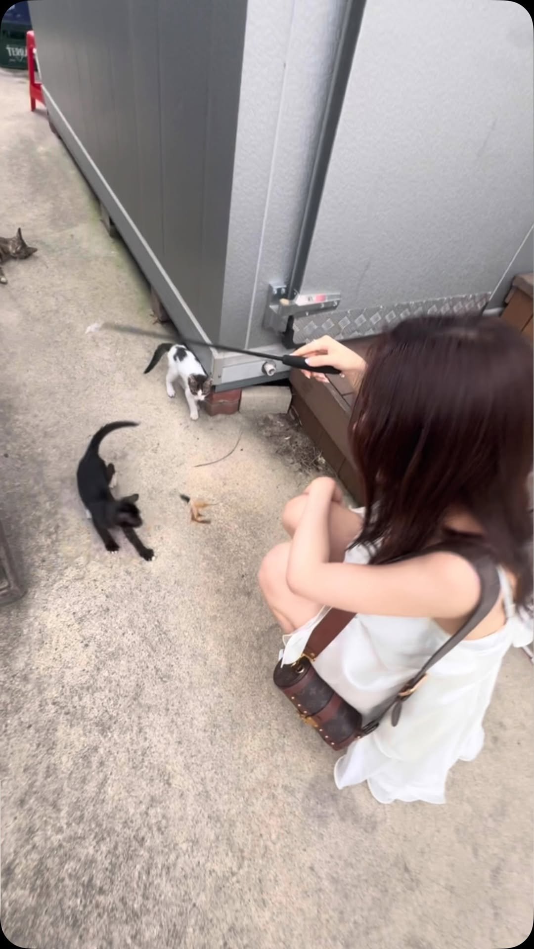 yoonunuji 게시물 이미지: 폴짝폴짝 고양이 천국