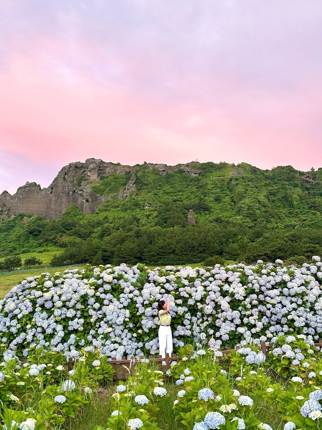 yooonjeju 게시물 이미지: 지금 당장 가야 하는 제주 수국 명소🩵

여러분 성산일출봉에 수국밭있는거...