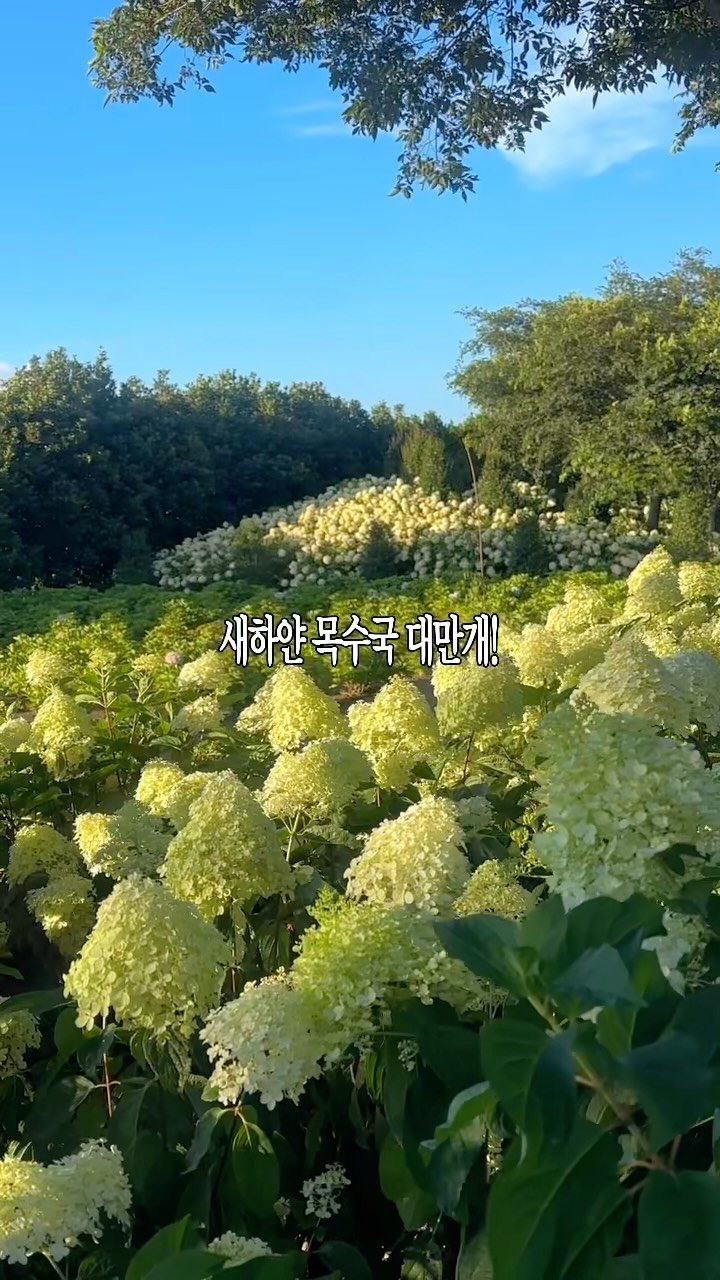 yooonjeju 게시물 이미지: #실시간제주 폭염에도 활짝핀 무료 목수국 스팟🩵

여름 수국 놓쳐서 아쉬웠다면...