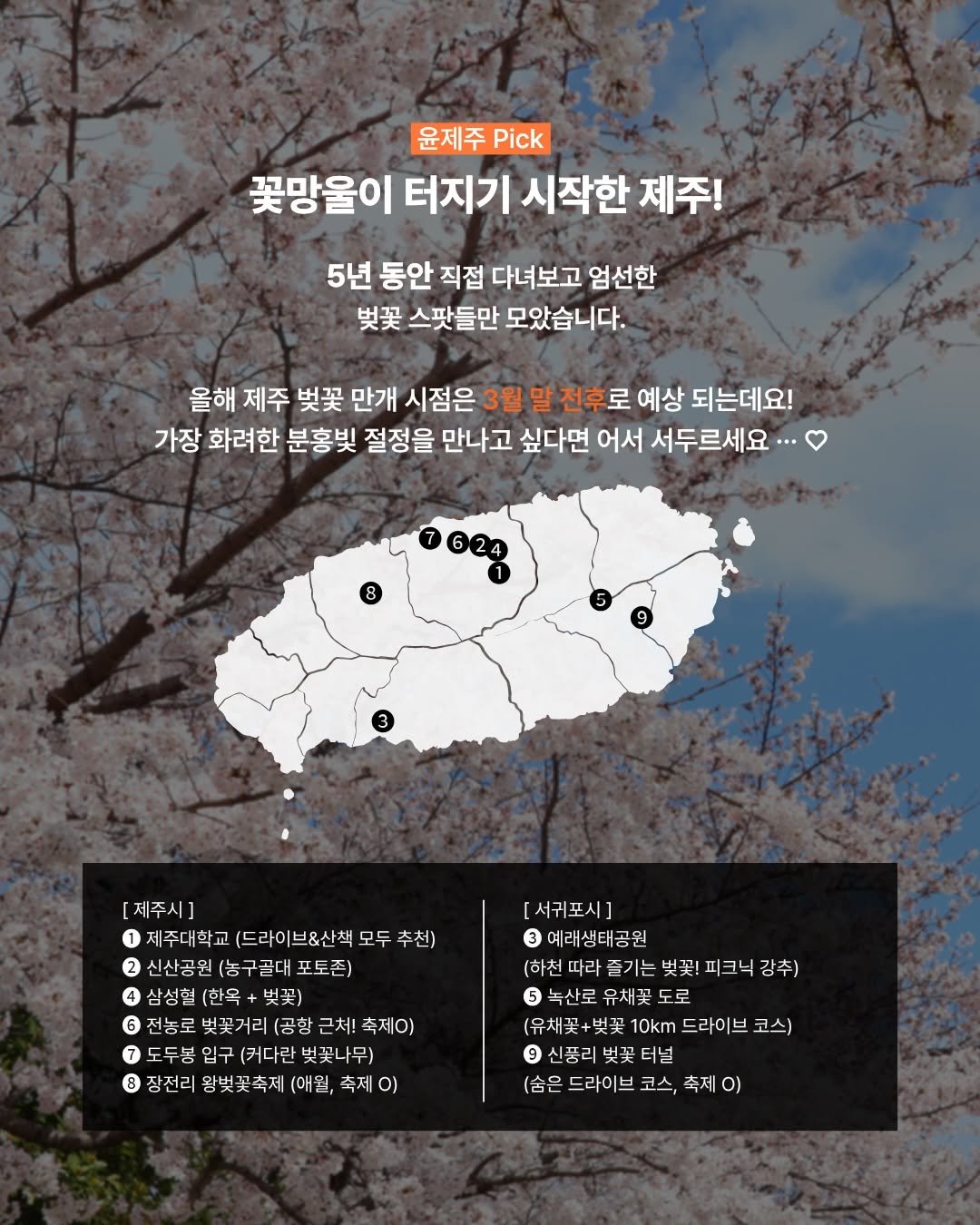 Photo by 윤제주 | 여행 크리에이터 YOONJU KIM on March 24, 2026. May be an image of poster, baby's-breath, outdoors and text that says '윤제주 Pick 꽃망울이 터지기 시작한 제주! 5년 동안 직접 다녀보고 엄선한 벚꽃 스팟들만 모았습니다. 올해 제주 吳买 만개 시점은 3월 말 전후로 로 예상 되는데요! 가장 화려한 분홍빛 절정을 만나고 싶다면 어서 서두르세요·· [제주시] 제주대학교 (9 (드라이브&산책 모두 추천) 2 신산공원 (농구골대 포토존) 4 삼성형 (한옥 벚꽃) 6 6 전놓로 벚꽃거리(공항 (공항 근처! 축제ㅇ) 7 7 도두봄 두분 입구 (커다란 벚꽃나무) 8 장전리 왕벚꽃축제 (애월, 축제 0) [서귀포시] 3예래생태공원 3 (하천따라즐기는 (하천 즐기는 벚꽃! 꽃!피크닉강추) 크닉 녹산로유채꽃 유채꽃 도로 녹산로 (유채꽃+벚꽃 10km 드라이 브 코스) 9 신품리 9신풀리벚꽃터널 벚꽃터널 (숨은 드라이브 코스, 축제 축제이'.