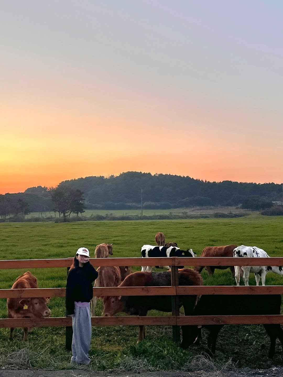 yooonjeju 게시물 이미지: 제주살이 최고 복지 : 소떼들 자만추 가능🐮

여기가 스위스고...