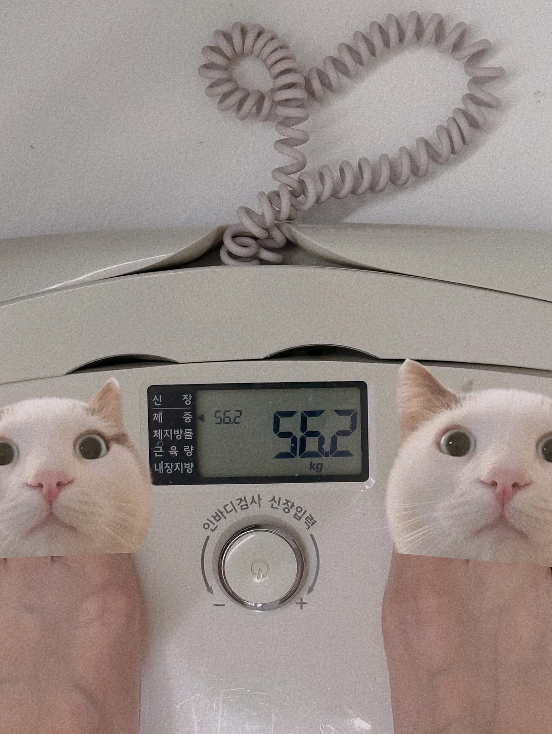 Photo by 유트루 on August 07, 2025. May be an image of kitten, Abyssinian cat, scale, timer, thermostat and text.