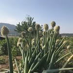 soft_riji 프로필 사진