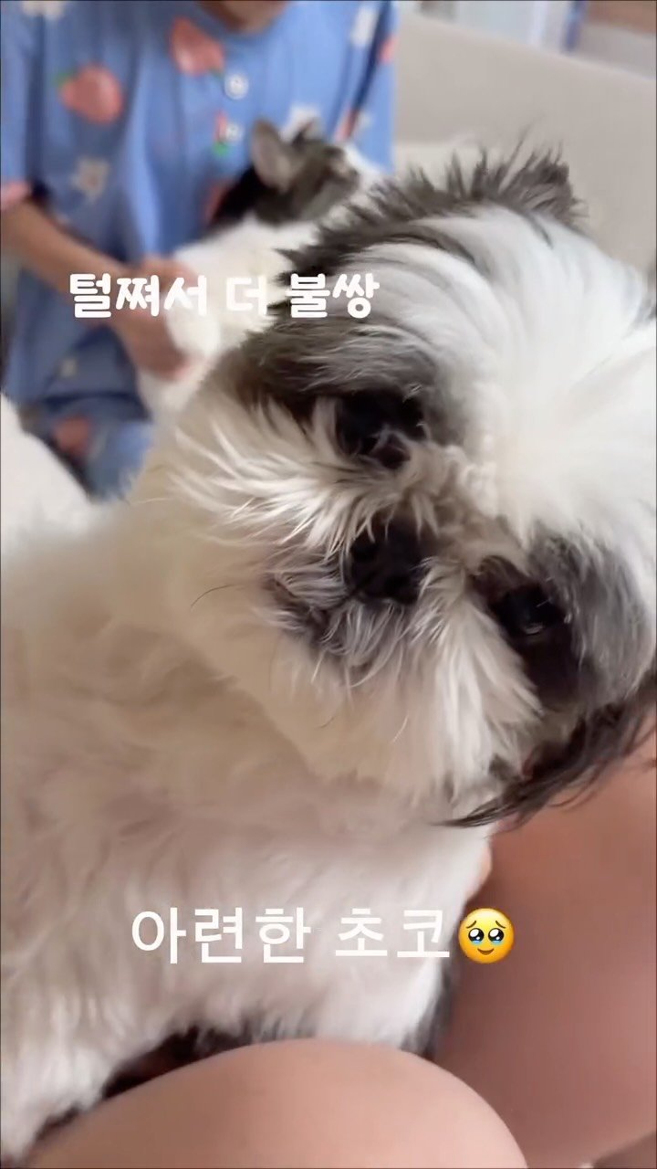 youbu_better 게시물 이미지: 평일 아침엔 형아들이 바빠서 초코래오 안잡는데
주말 아침은 여유로우니 ...꼭...