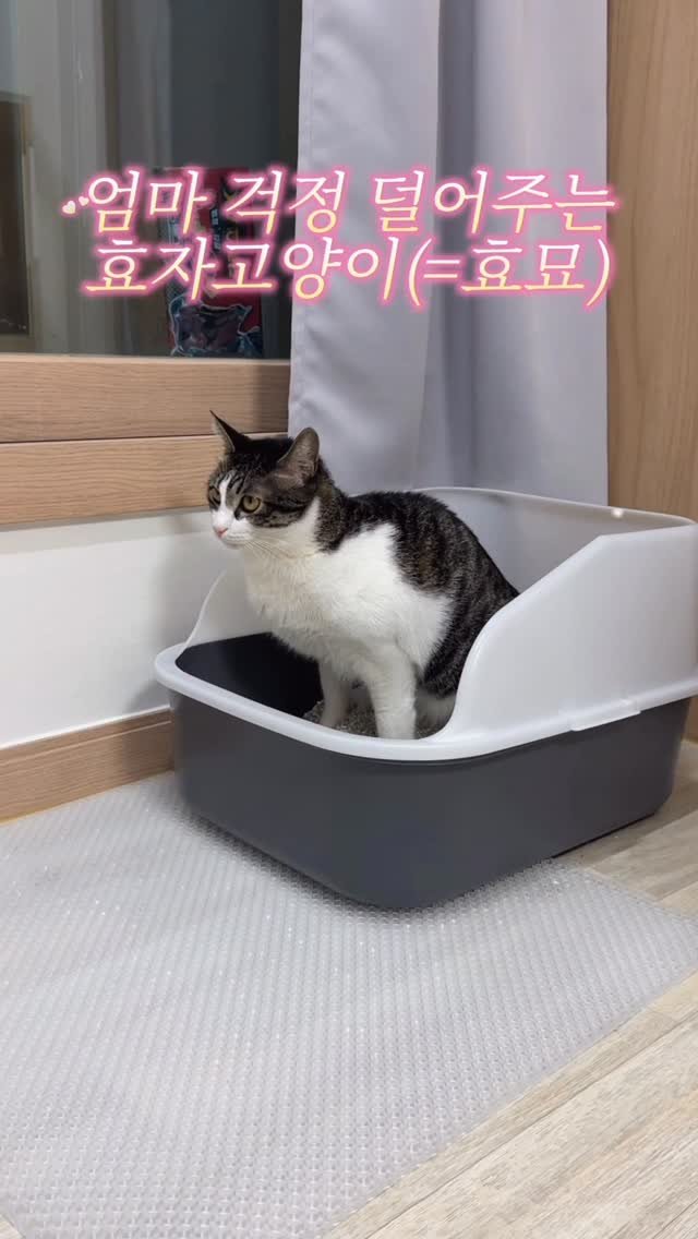 youbu_better 게시물 이미지: #협찬 좋은 제품 아니면 잘 안받으려하는데
고양이 키우면서 정말 육묘는...
