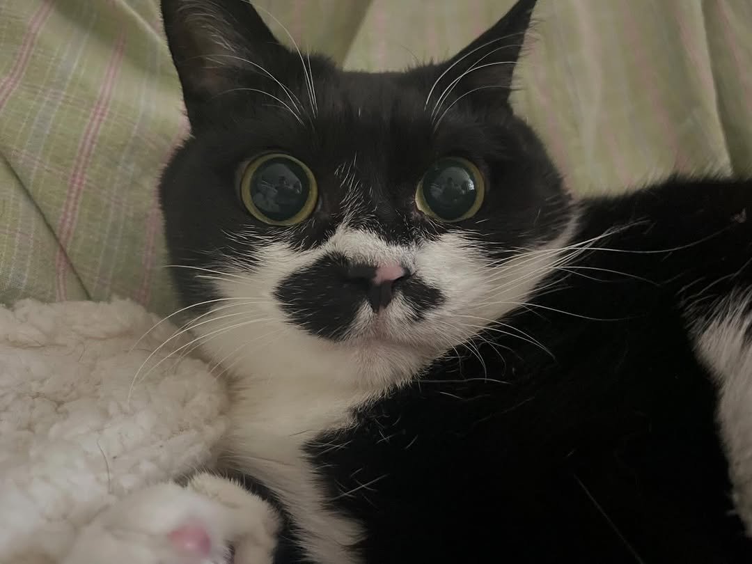 Photo by 영차 홍차 on April 15, 2026. May be an image of tortoiseshell cat, kitten and text.