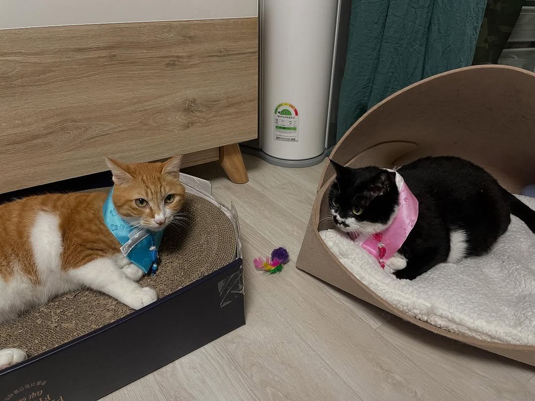 Photo by 영차 홍차 on October 06, 2025. May be an image of Abyssinian cat, kitten and text.