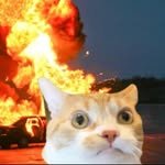 _mangothekitten 프로필 사진