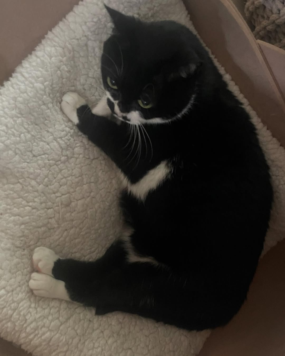 Photo by 영차 홍차 on June 17, 2025. May be an image of kitten, beanbag chair and text.