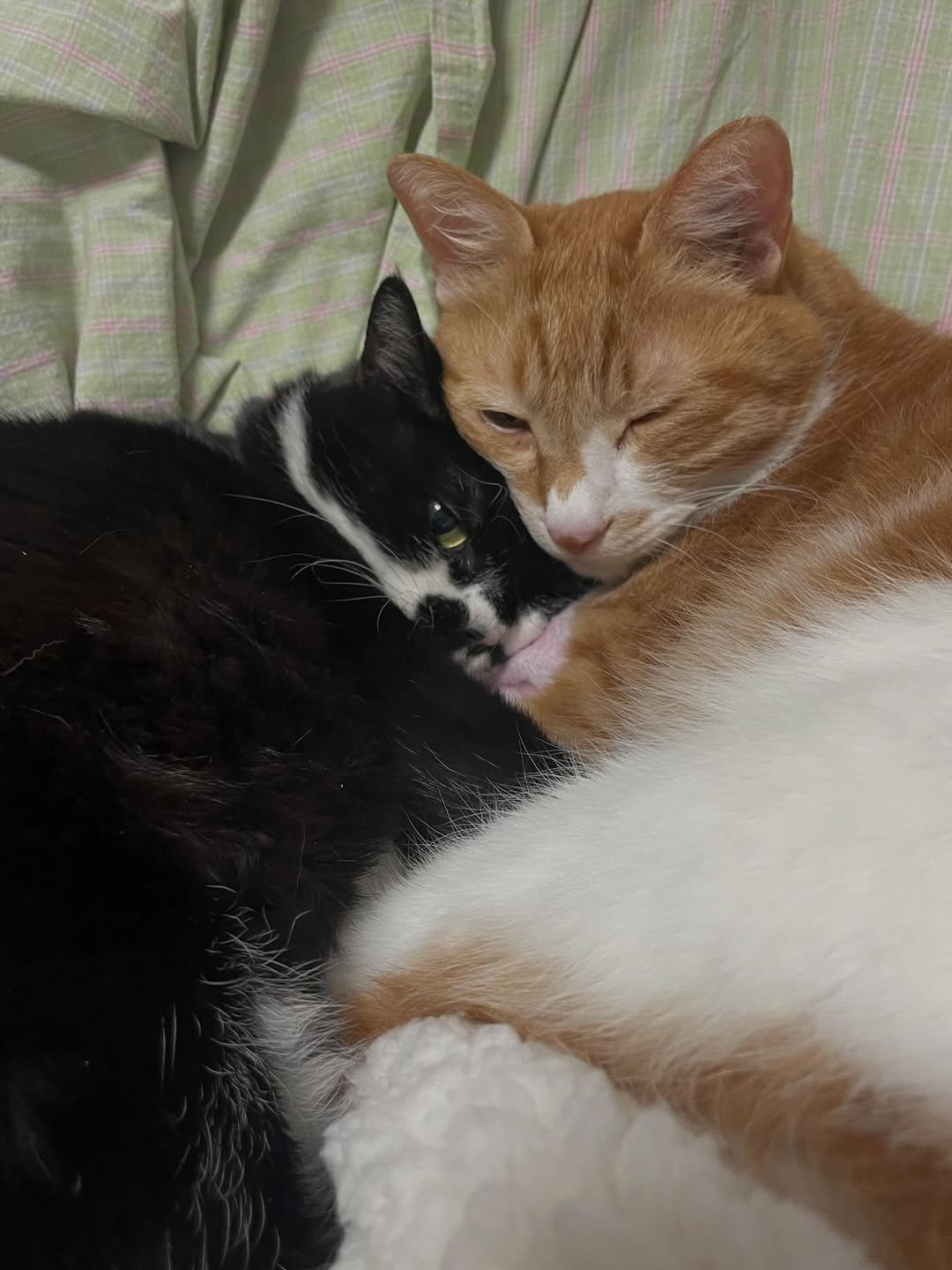 Photo by 영차 홍차 on March 08, 2026. May be an image of sleeping, kitten, tortoiseshell cat and text.