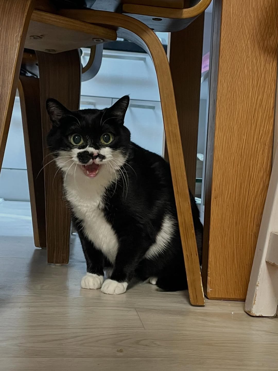 Photo by 영차 홍차 on February 11, 2026. May be an image of kitten and text.