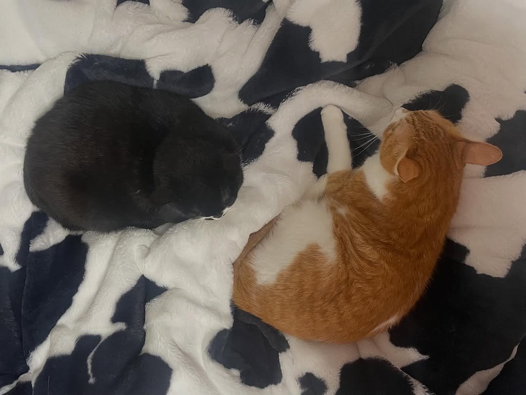 Photo by 영차 홍차 on November 04, 2025. May be an image of sleeping, kitten, Abyssinian cat, tortoiseshell cat and text.