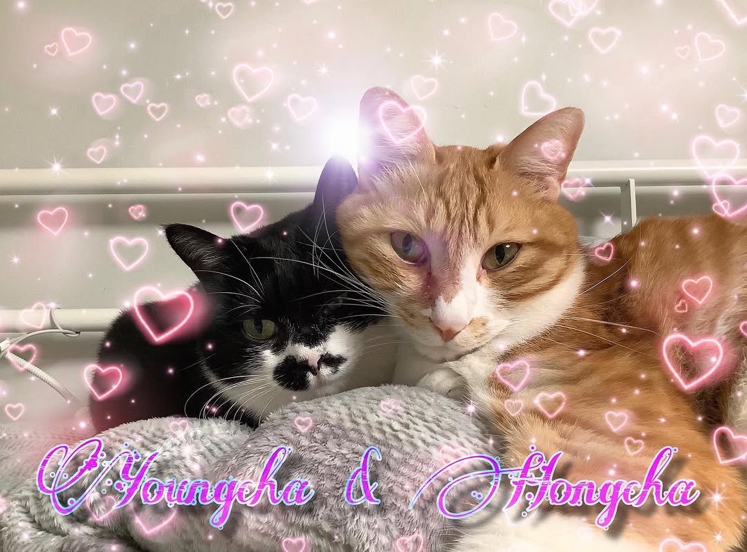 younghongcha 게시물 이미지: 안녕하세요 ♡ 
Hello ♡ 
こんにちは ♡ 
你好 ♡ 
Bonjour ♡...