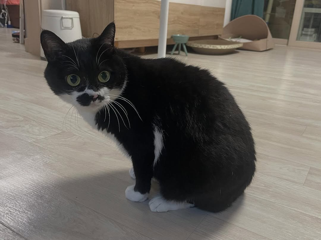 Photo by 영차 홍차 on September 25, 2025. May be an image of kitten and text.