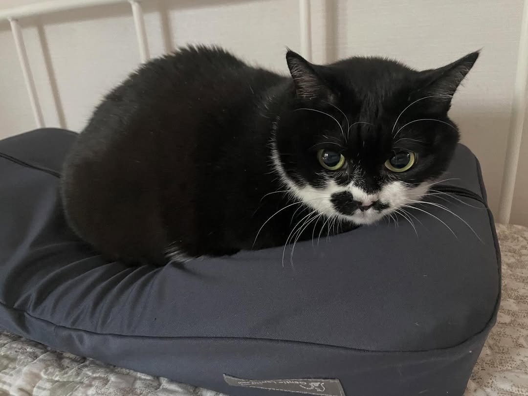 Photo by 영차 홍차 on March 15, 2026. May be an image of kitten, beanbag chair and text.