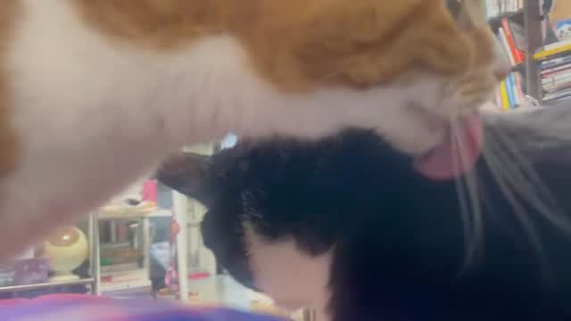 younghongcha 게시물 이미지: 아웃겨
영차가 진짜 웃수저임 가끔 이렇게 대왕바보짓함