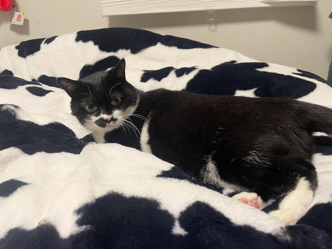 Photo by 영차 홍차 on October 18, 2025. May be an image of kitten, blanket, beanbag chair and text.