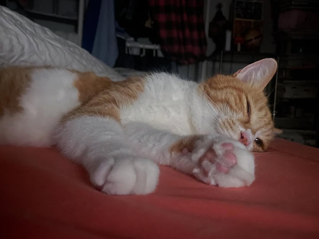 Photo by 영차 홍차 on July 20, 2025. May be an image of sleeping, kitten and text.