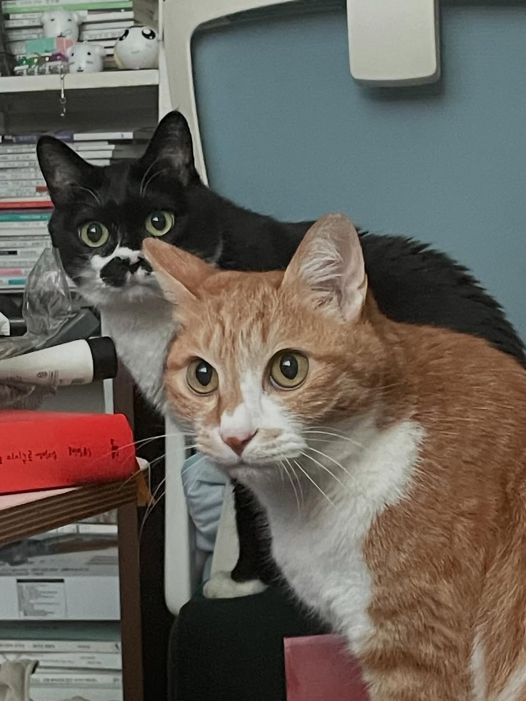 Photo by 영차 홍차 on March 15, 2026. May be an image of Abyssinian cat, kitten, tortoiseshell cat and text.