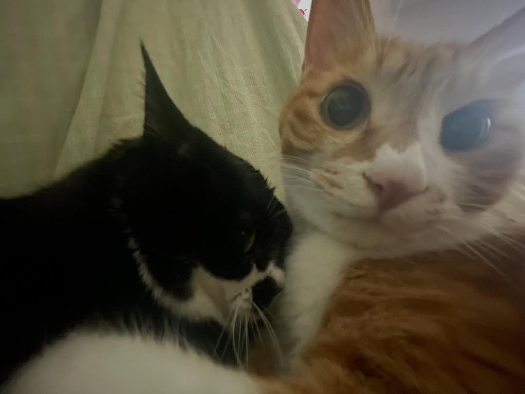 Photo by 영차 홍차 on April 15, 2026. May be an image of Abyssinian cat, kitten, tortoiseshell cat and text.