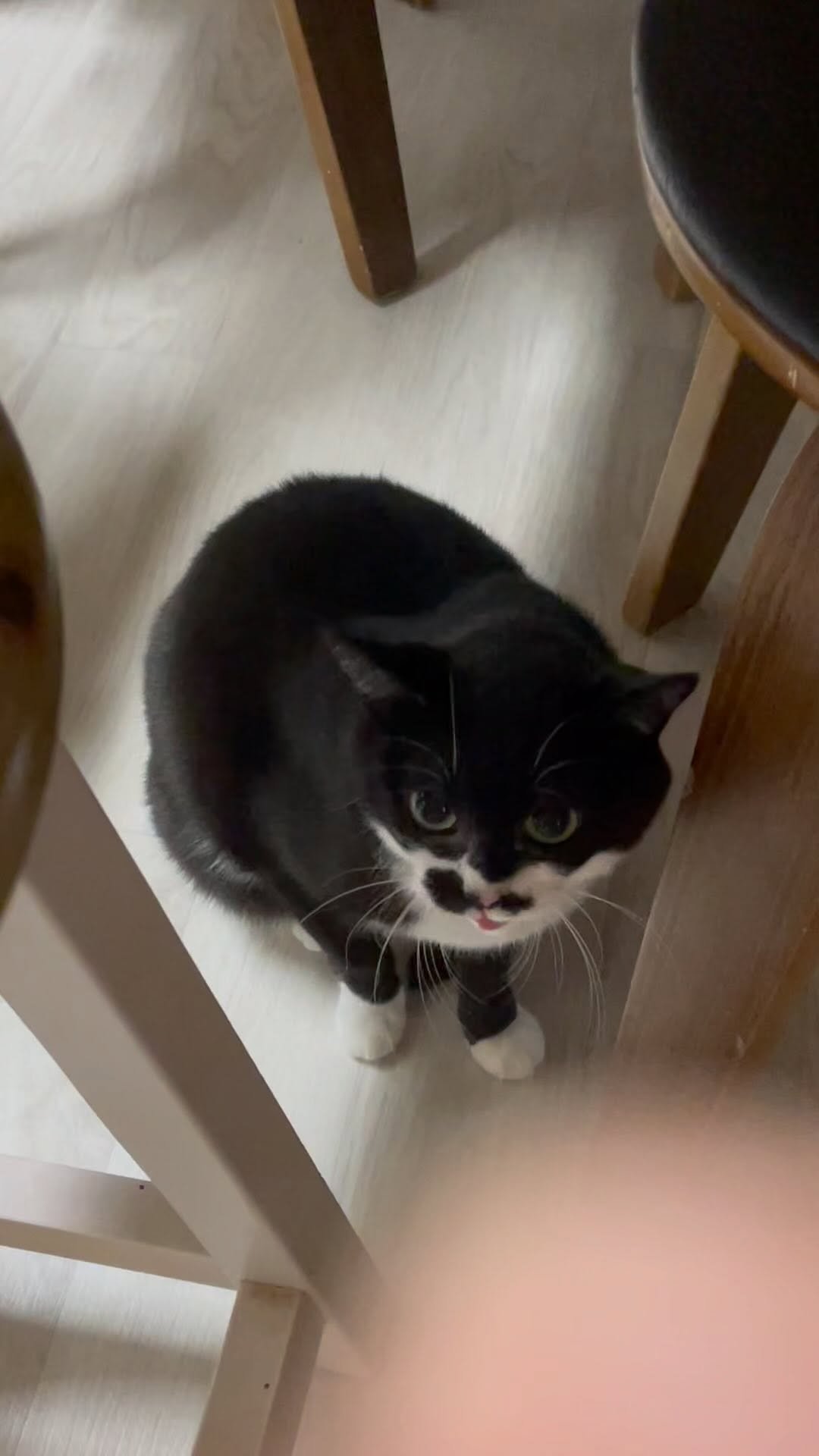 younghongcha 게시물 이미지: 안녕하세요
홍차 괴롭히는 영상을 많은 분들이 좋아해주셔서 감사해요^^
하지만 댓글에...