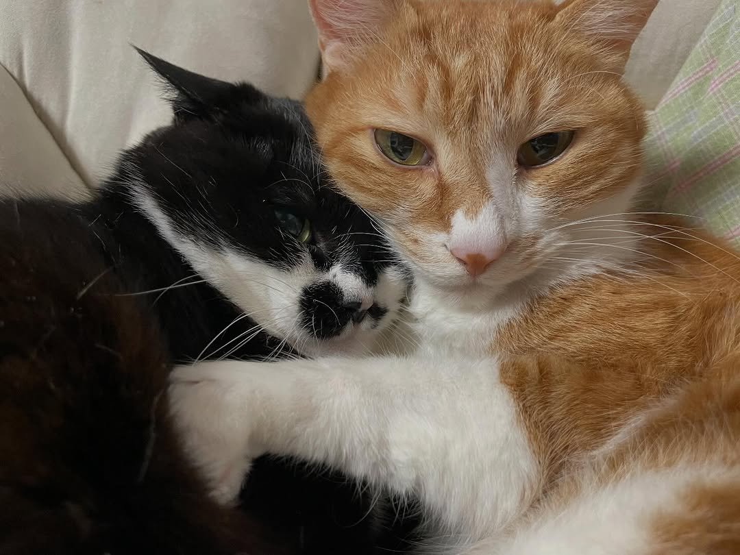 Photo by 영차 홍차 on March 16, 2026. May be an image of tortoiseshell cat, Abyssinian cat, kitten and text.