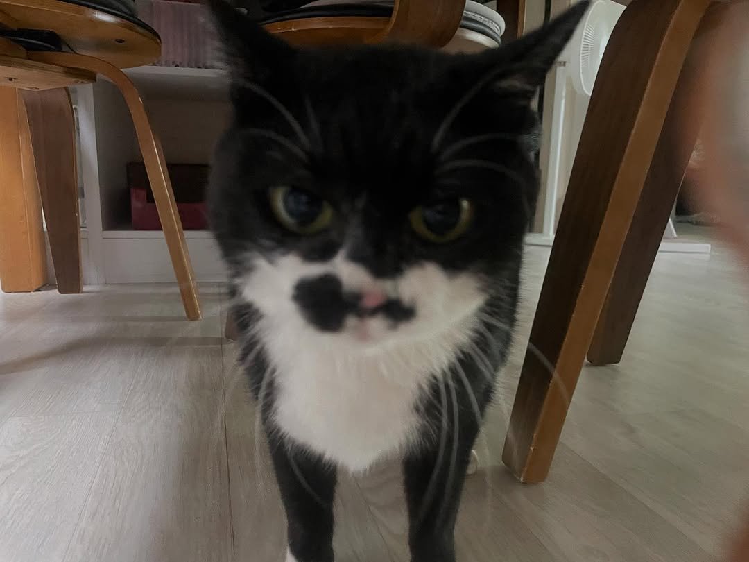 Photo by 영차 홍차 on June 28, 2025. May be an image of kitten and text.