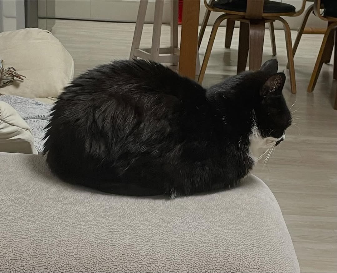 Photo by 영차 홍차 on November 10, 2025. May be an image of kitten, tortoiseshell cat and text.