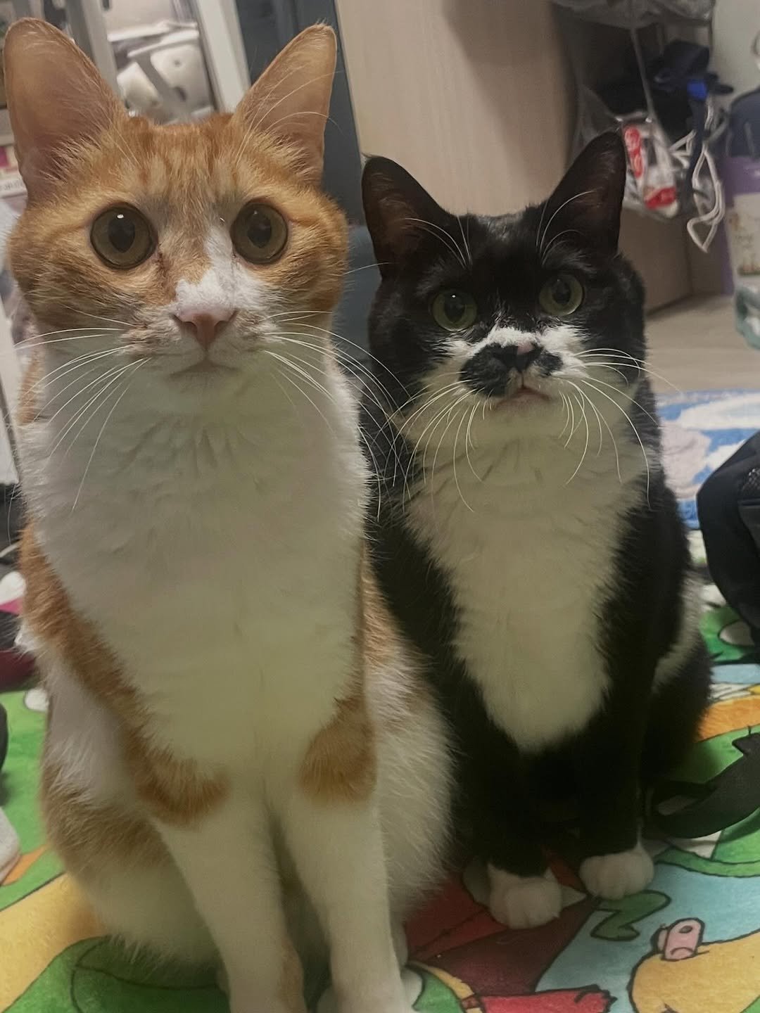 Photo by 영차 홍차 on January 27, 2026. May be an image of tortoiseshell cat, Abyssinian cat, kitten and text.