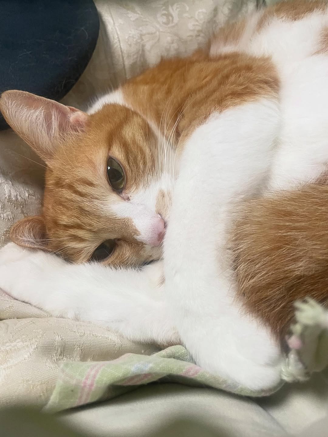 Photo by 영차 홍차 on October 18, 2025. May be an image of sleeping, Abyssinian cat, kitten, tortoiseshell cat and text.