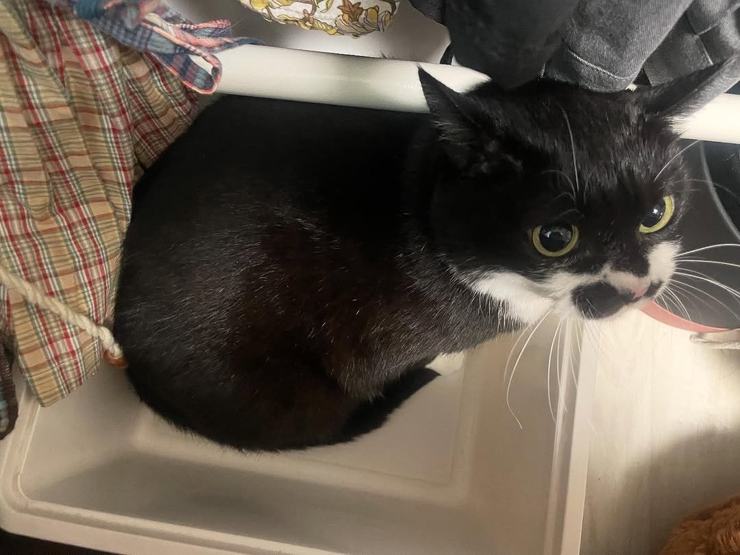 Photo by 영차 홍차 on October 18, 2025. May be an image of kitten, tortoiseshell cat, dishwasher, sink and text.