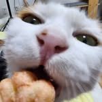 os_gatos_da_coreia 프로필 사진