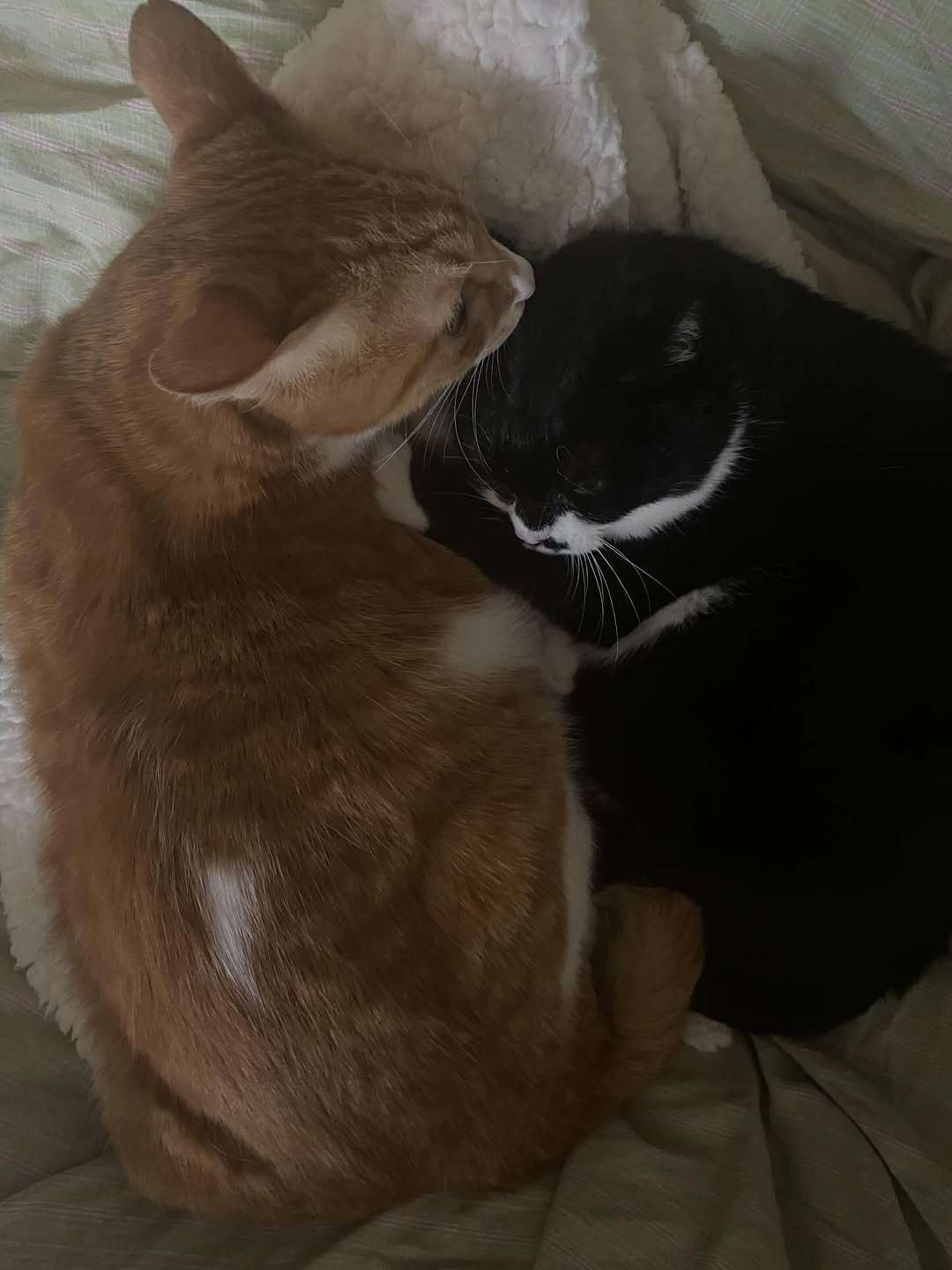 Photo by 영차 홍차 on March 22, 2026. May be an image of Abyssinian cat, tortoiseshell cat, kitten and text.