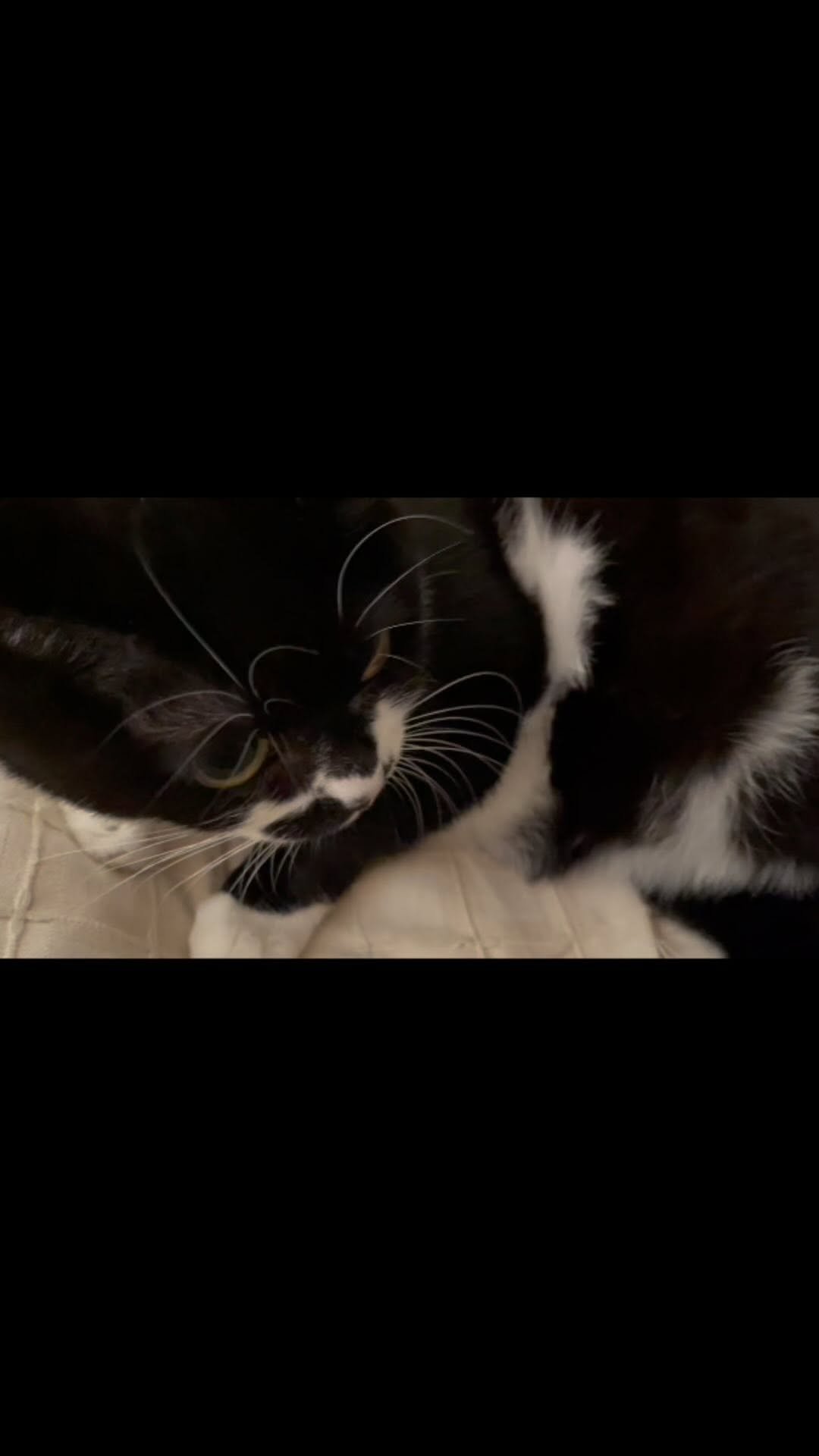 younghongcha 게시물 이미지: 야옹이 괴롭히기.. ㅎㅎ 미안행