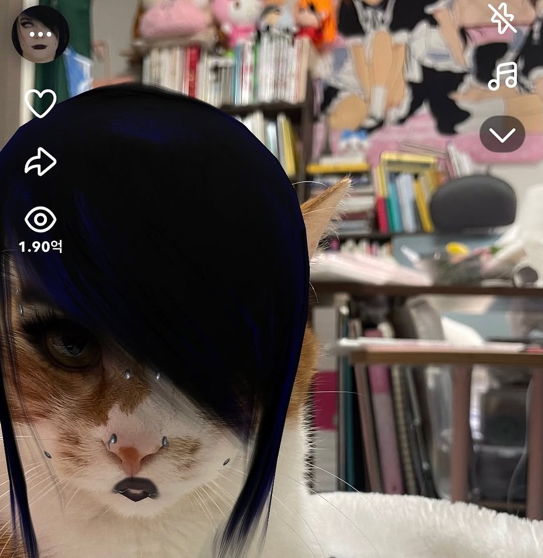 Photo by 영차 홍차 on November 04, 2025. May be an image of kitten and text that says '· 火 영 1.90억 T'.