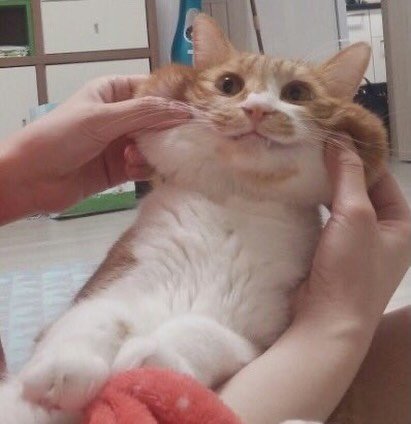 younghongcha 게시물 이미지: 제가 제일 좋아하는 영차 사진 근데 오래됐어용 아주아주오래…  이미 올렸었나?? 그래도 또보셈 ㅋㅋ