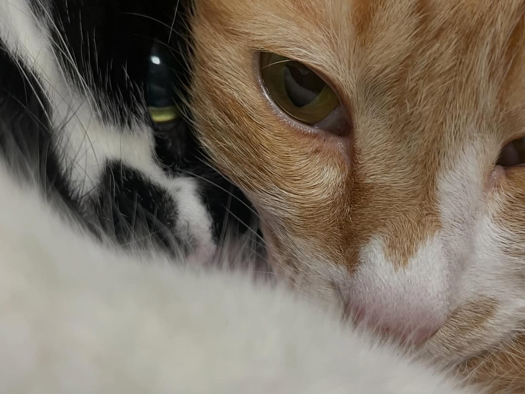 Photo by 영차 홍차 on March 08, 2026. May be a closeup of tortoiseshell cat, kitten, fur and text.