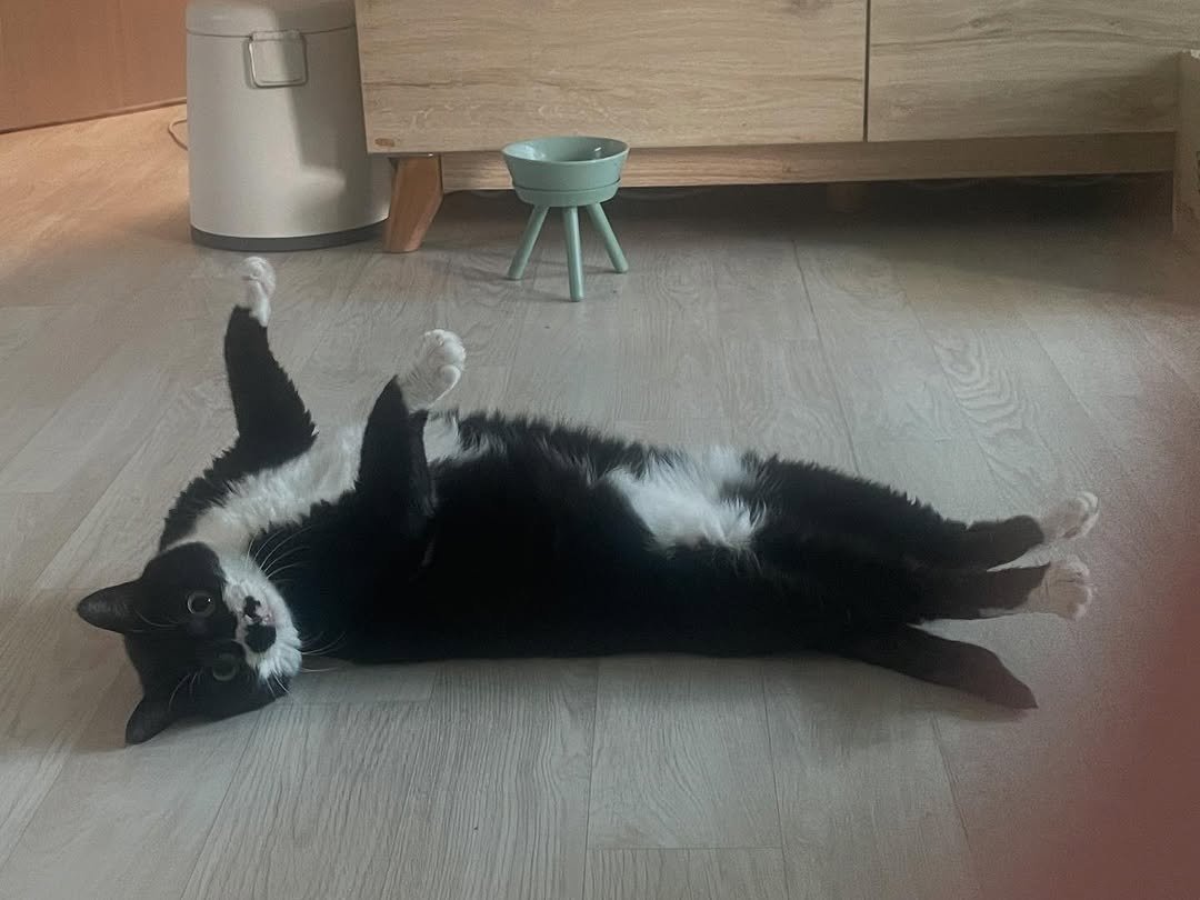 Photo by 영차 홍차 on August 05, 2025. May be an image of kitten and text.