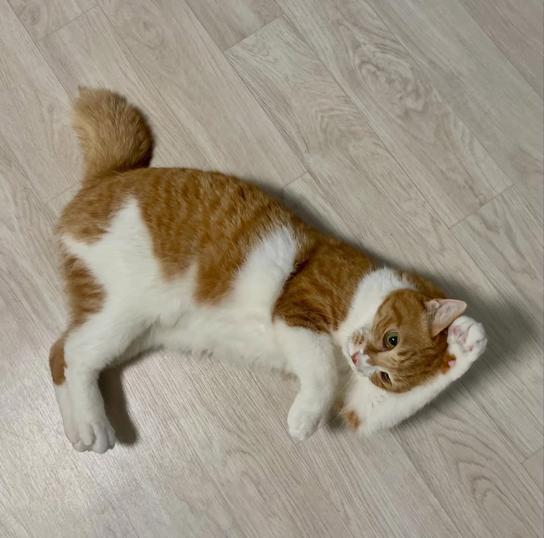 younghongcha 게시물 이미지: 큰일났어요 영차가 너구리가 되어버렸어요……